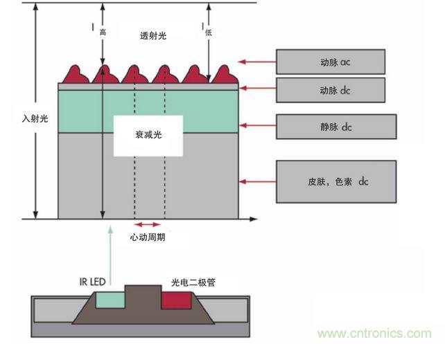 可以用發(fā)光二極管 （LED） 來(lái)照亮皮膚，然后測(cè)量反射到一個(gè)光電二極管的光量來(lái)監(jiān)測(cè)每個(gè)心動(dòng)周期