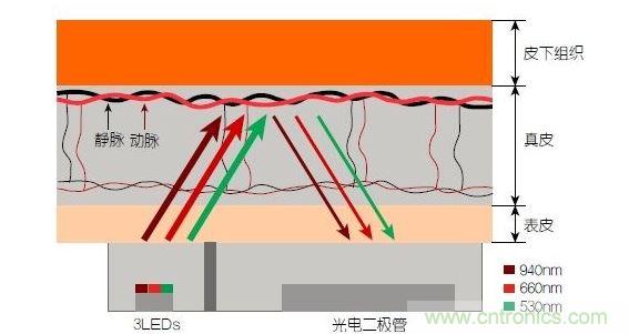 反射光脈搏測量原理。傳感器發(fā)出的光透過皮膚和組織，一部分被吸收，一部分被反射回檢測器。因?yàn)閯用}中的血流量隨心臟的每次跳動會有所變化，因此光線被吸收的量以及檢測器收到的信號強(qiáng)度也會隨之發(fā)生改變。綠光可以在手腕處提供最佳結(jié)果，而紅光和紅外光一般用于手指測量。 8