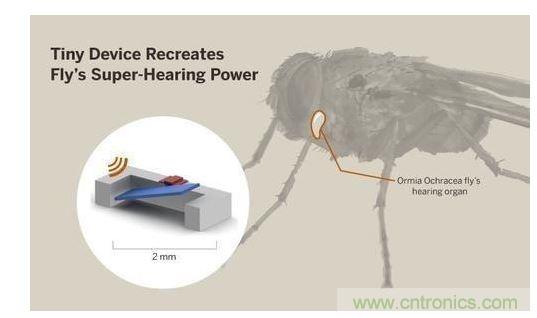 顯示研究人員們經(jīng)由這種寄生蠅的聲音處理機制啟發(fā)，開發(fā)出一款低功耗的麥克風(fēng)組件。