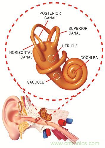 圖1. 人體平衡和聽力是內(nèi)耳中復(fù)雜平衡器官的一部分。