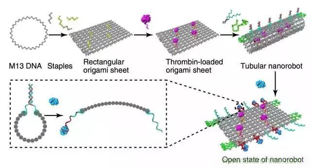 中美科學家聯(lián)手，用DNA納米機器人殺死癌細胞