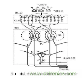 仿生傳感器的定義、原理、分類及應(yīng)用